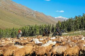 Police Help Herders With The Autumn Migration of Livestock