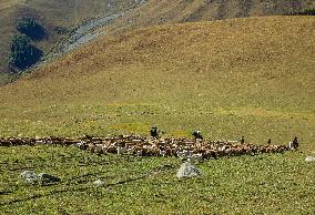 Police Help Herders With The Autumn Migration of Livestock