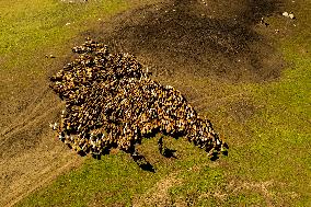 Police Help Herders With The Autumn Migration of Livestock