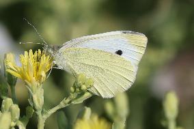 White Cabbage Butterfly