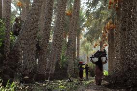 Date Harvest