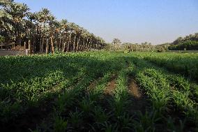 Date Harvest