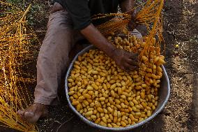 Date Harvest