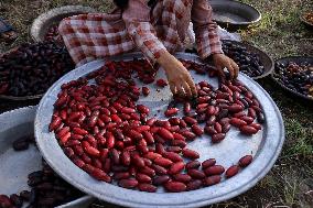 Date Harvest