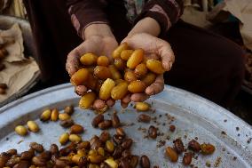 Date Harvest