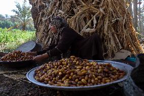 Date Harvest