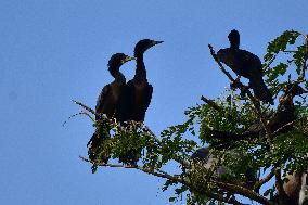 India Wildlife