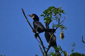 India Wildlife