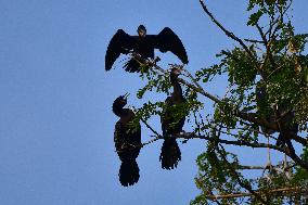 India Wildlife