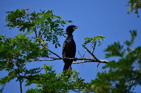 India Wildlife