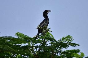 India Wildlife