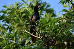 India Wildlife