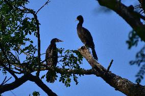 India Wildlife