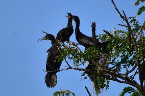 India Wildlife