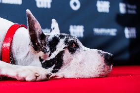 TIFF - The Friend Premiere