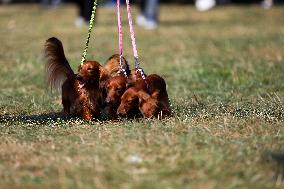 26th Dachshund March In Krakow