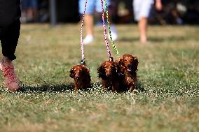 26th Dachshund March In Krakow