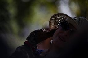 26th Dachshund March In Krakow