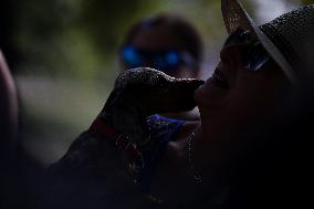 26th Dachshund March In Krakow