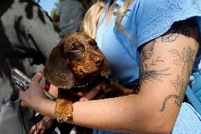 26th Dachshund March In Krakow