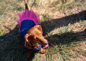 26th Dachshund March In Krakow