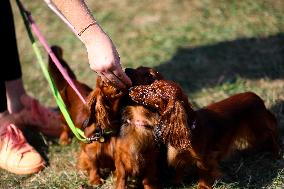 26th Dachshund March In Krakow