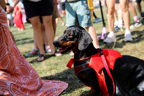 26th Dachshund March In Krakow