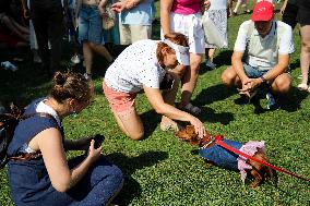 26th Dachshund March In Krakow