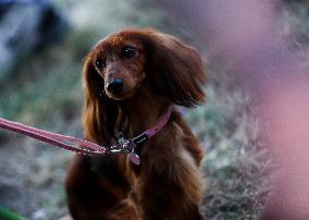 26th Dachshund March In Krakow