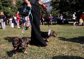 26th Dachshund March In Krakow