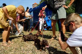 26th Dachshund March In Krakow