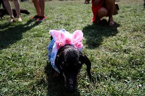 26th Dachshund March In Krakow