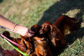 26th Dachshund March In Krakow