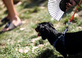 26th Dachshund March In Krakow