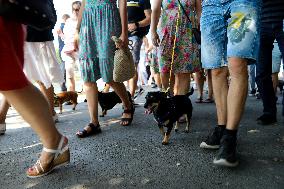 26th Dachshund March In Krakow