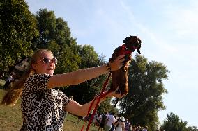 26th Dachshund March In Krakow