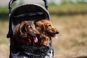 26th Dachshund March In Krakow