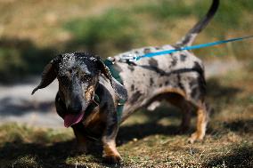 26th Dachshund March In Krakow