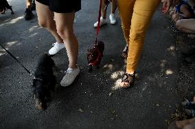 26th Dachshund March In Krakow