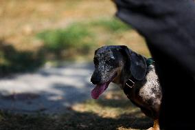 26th Dachshund March In Krakow