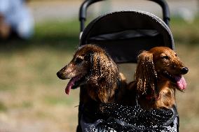 26th Dachshund March In Krakow