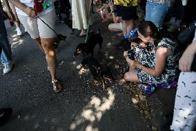 26th Dachshund March In Krakow