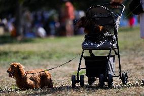 26th Dachshund March In Krakow