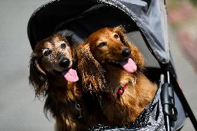 26th Dachshund March In Krakow