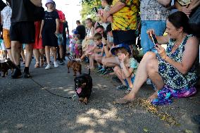 26th Dachshund March In Krakow