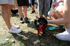 26th Dachshund March In Krakow