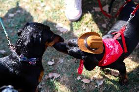 26th Dachshund March In Krakow