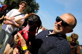 26th Dachshund March In Krakow