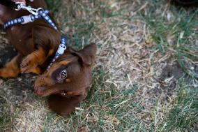 26th Dachshund March In Krakow