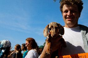 26th Dachshund March In Krakow